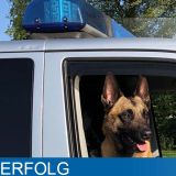 Diensthund im Streifenwagen auf dem Beifahrersitz