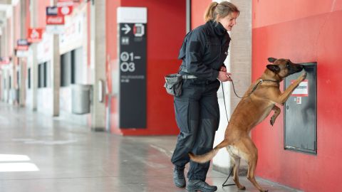 Sprengstoffspürhündin Hera sucht mit ihrer Diensthundführerin Nora L. einen Wasserspeisungsschacht im RheinEnergieSTADION ab.