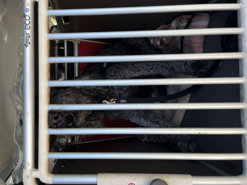 Hund in Transportkiste