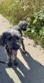 Hund nach Rettung